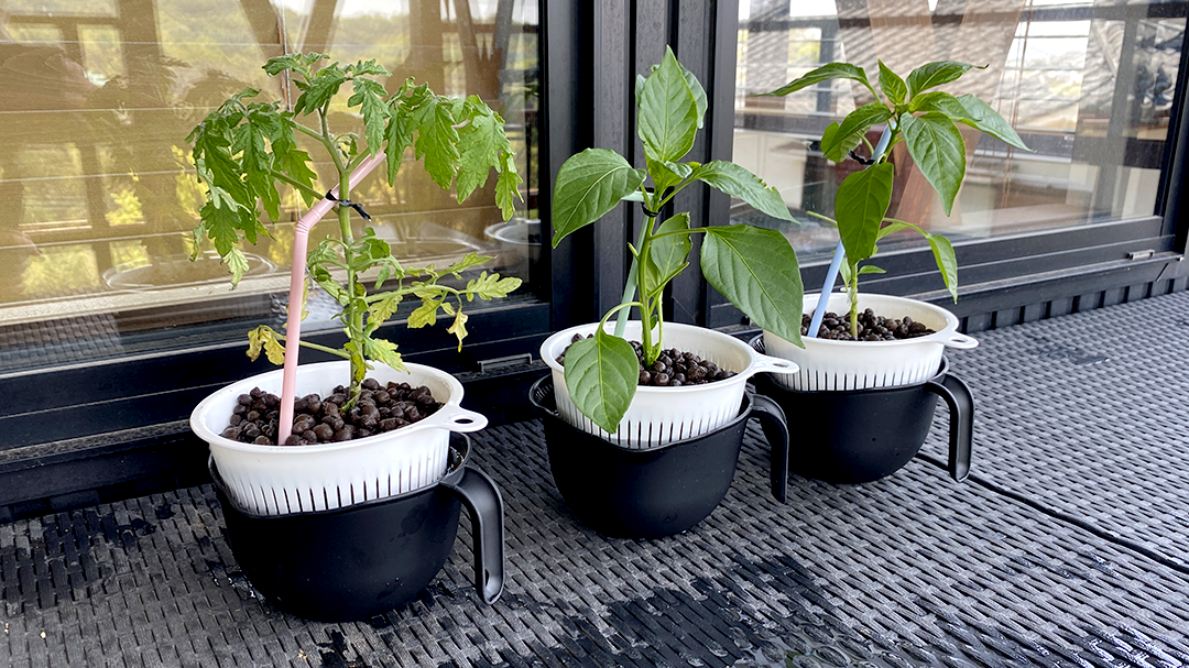 植え付け完成