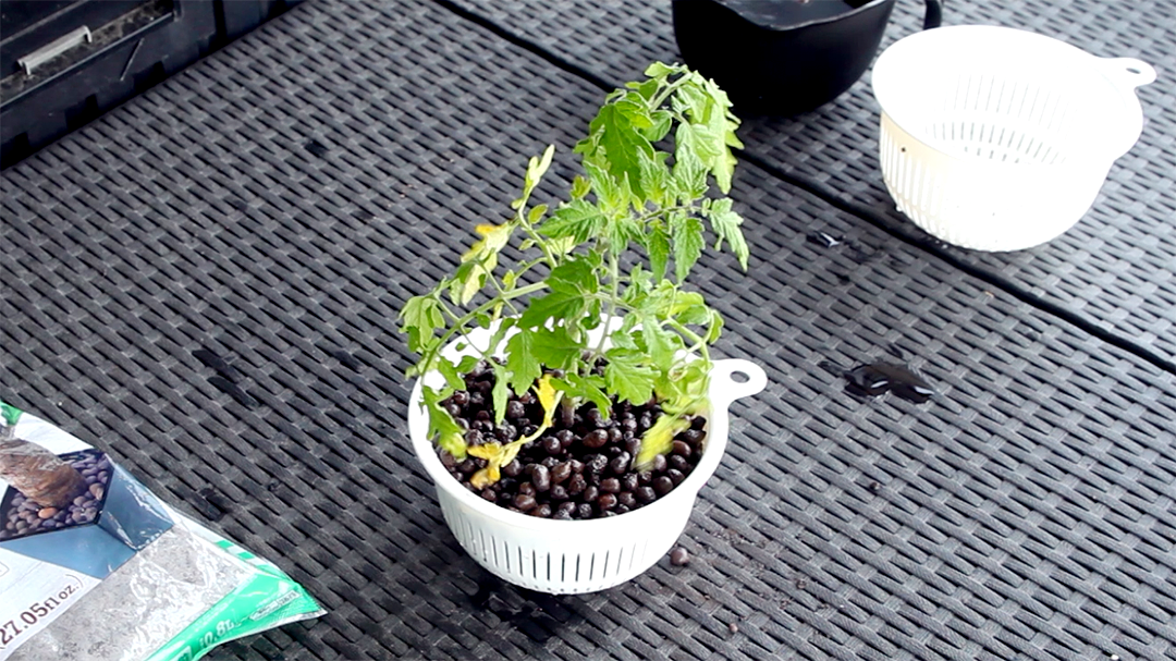 ハイドロボールに苗を植え付け