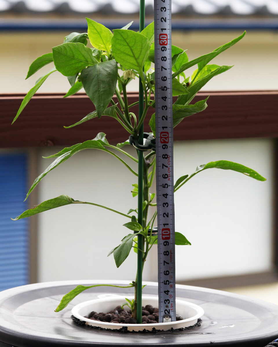 2025年5月28日 草丈32cm