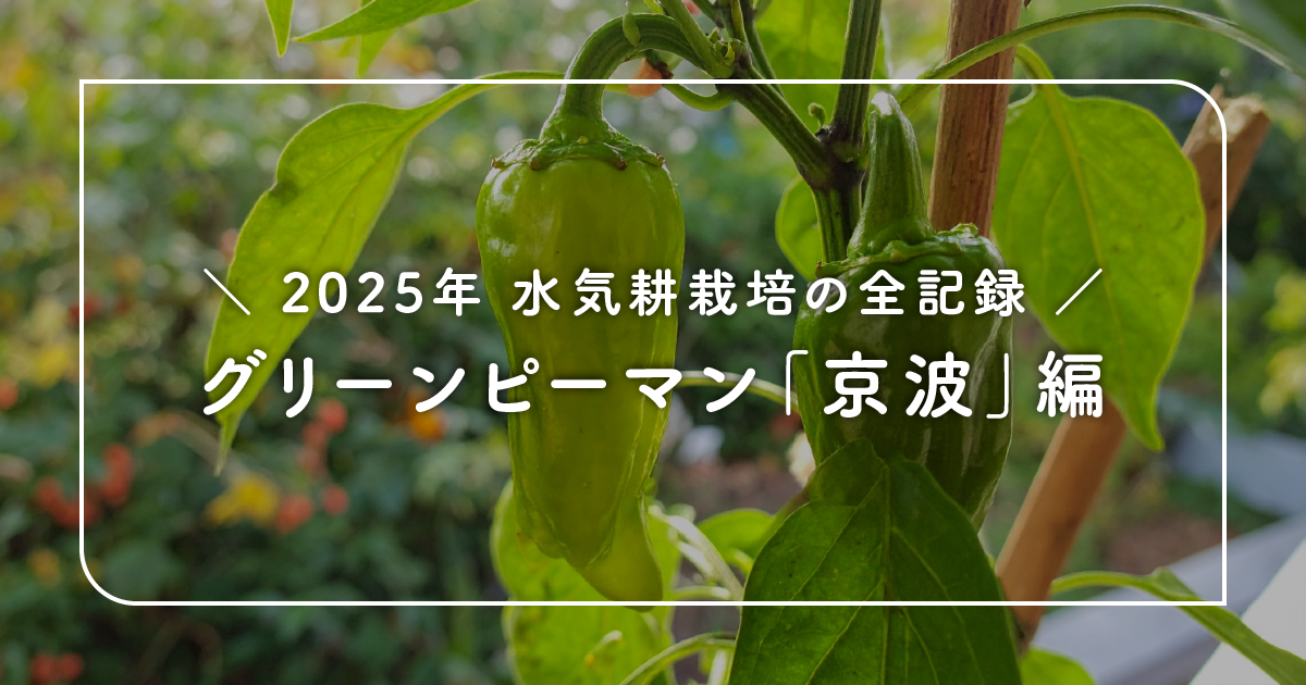 2025年ピーマン「京波」の水気耕栽培の全記録