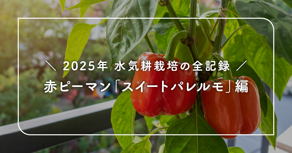 2025年フルーティピーマン「スイートパレルモ」の水気耕栽培の全記録