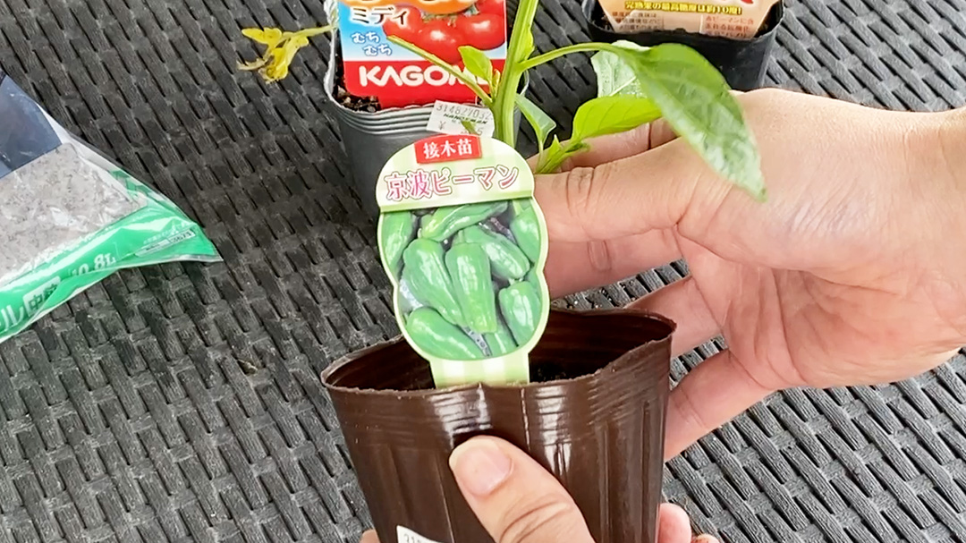 グリーンピーマンの京波